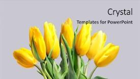  Presentation with mustard seeds yellow flowers - Beautiful slide deck featuring yellow tulips on a grey backdrop and a light gray colored foreground