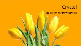  Presentation with yellow - PPT theme enhanced with yellow tulips on a yellow background and a  colored foreground