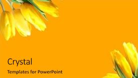  Presentation with mustard seeds yellow flowers - Theme having yellow tulips on a yellow background and a  colored foreground