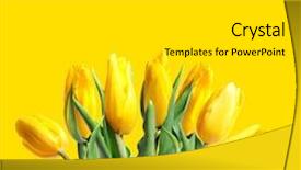  Presentation with mustard seeds yellow flowers - Presentation theme enhanced with yellow tulips on a yellow background and a light gray colored foreground