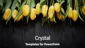  Presentation with black yellow - Audience pleasing presentation design consisting of yellow tulips on black rustic backdrop and a dark gray colored foreground