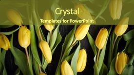  Presentation with black yellow - Cool new slide set with yellow tulips on black rustic backdrop and a tawny brown colored foreground