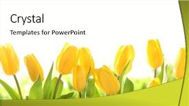  Presentation with tulips - PPT layouts enhanced with yellow tulips on white background background and a white colored foreground
