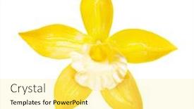  Presentation with vanilla - Presentation theme consisting of yellow-vanilla-orchid-flower-isolated background and a blonde colored foreground