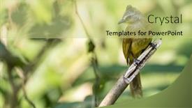  Presentation with yellow - Presentation theme featuring yellow-vented-bulbul-pycnonotus-goiavier background and a yellow colored foreground