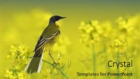  Presentation with yellow - Colorful PPT layouts enhanced with yellow-wagtail-motacilla-flava backdrop and a gold colored foreground