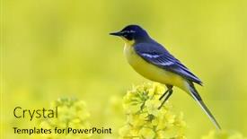  Presentation with field - Presentation theme with yellow-wagtail-on-field background and a yellow colored foreground