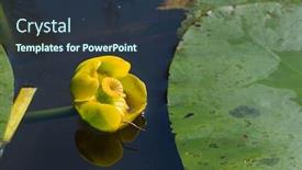  Presentation with water lily - Slide deck having yellow water lily in nature water background and a tawny brown colored foreground