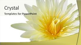  Presentation with water lily - Beautiful slide deck featuring budha - yellow water lily isolated backdrop and a soft green colored foreground