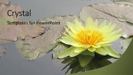  Presentation with water lily - PPT theme featuring yellow water lily and it's reflection background and a light gray colored foreground