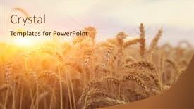  Presentation with ears - Slide deck enhanced with yellow-wheat-at-sunset background and a lemonade colored foreground