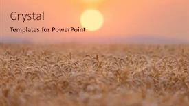  Presentation with israel - Colorful theme enhanced with yellow-wheatfield-at-sunset-shallow backdrop and a coral colored foreground