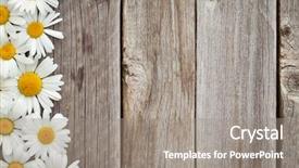  Presentation with chamomile - PPT theme having yellow white - daisy chamomile flowers on wooden background and a gray colored foreground