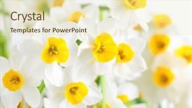  Presentation with narcissus - Colorful PPT layouts enhanced with yellow white - narcissus flowers backdrop and a soft green colored foreground