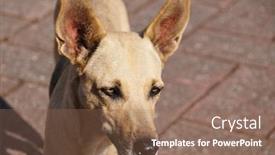  Presentation with wild dog - Presentation theme with yellow-wild-dog-on-city background and a coral colored foreground