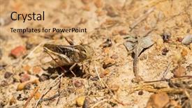  Presentation with locust - Presentation theme featuring yellow-winged locust brown grasshopper background and a coral colored foreground