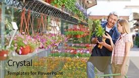  Presentation with nursery plant - Presentation having yellow woolflower in a nursery background and a coral colored foreground
