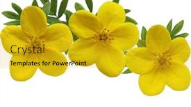  Presentation with iris flower yellow - Audience pleasing PPT layouts consisting of yellow-yellow-monrovia-potentilla-flower backdrop and a gold colored foreground