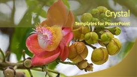  Presentation with blooming lotus flower of pink - Cool new slides with yellowish - beautiful inflorescence pink flower backdrop and a tawny brown colored foreground