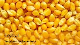  Presentation with corn - Cool new PPT theme with yellowish - dried corn kernels or unpopped backdrop and a gold colored foreground