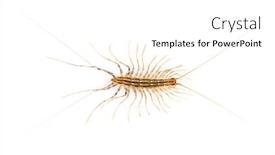  Presentation with grey - Audience pleasing PPT theme consisting of yellowish-grey-centipede-isolated backdrop and a white colored foreground