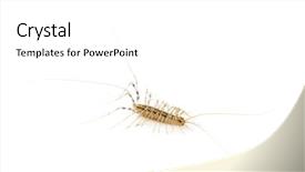  Presentation with grey black white brick - Slide set having yellowish-grey centipede isolated background and a white colored foreground