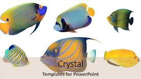  Presentation with royal blue - Audience pleasing slide set consisting of yellowmask emperor koran regal blue backdrop and a coral colored foreground