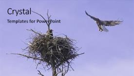  Presentation with bald eagle flying - PPT theme featuring yellowstone bald eagle parent returning background and a light blue colored foreground