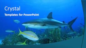  Presentation with shark - Cool new PPT theme with yellowtail snapper and caribbean reef shark backdrop and a gray colored foreground