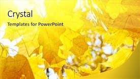  Presentation with multicolored autumn leaves orange yellow red - Theme consisting of yelow - autumn yellow leaves seasonal background background and a blonde colored foreground