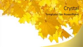  Presentation with autumn leaves - Cool new theme with yelow - autumn yellow leaves seasonal background backdrop and a  colored foreground