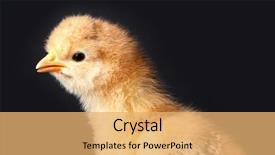  Presentation with black death disease - Presentation design consisting of yelow - chick portrait on black background background and a  colored foreground