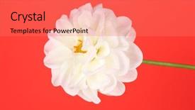  Presentation with dahlia - Theme with yelow - dahlia on color background background and a coral colored foreground