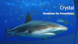  Presentation with shark - PPT theme enhanced with yelow - shark and snappers background and a teal colored foreground