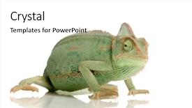  Presentation with navratri festival front page pdf - Presentation theme featuring yemen chameleon in front of a white background background and a white colored foreground