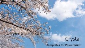  Presentation with cherry - Amazing slide set having yeouido park at flowering festival backdrop and a light blue colored foreground