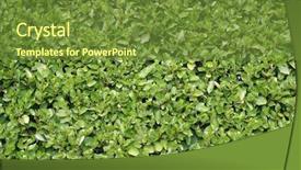  Presentation with background - Audience pleasing slides consisting of yew-hedge-suitable-for-background backdrop and a tawny brown colored foreground