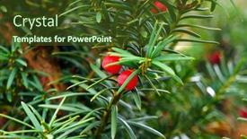  Presentation with green tree - PPT layouts consisting of yew-tree-taxus-cuspidata-green background and a tawny brown colored foreground