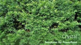  Presentation with growing tree - Cool new PPT theme with yew-tree-taxus-cuspidata-growing backdrop and a forest green colored foreground