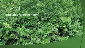  Presentation with growing tree - Colorful presentation design enhanced with yew-tree-taxus-cuspidata-growing backdrop and a forest green colored foreground