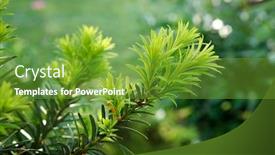 Presentation with growing tree - Beautiful slide set featuring yew-tree-taxus-cuspidata-growing backdrop and a tawny brown colored foreground