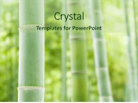 Yin Yang Bamboo Forest Natural Green Background PPT template 0 ...