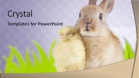  Presentation with bunny - Slides having easter chicken bunny background and a light blue colored foreground