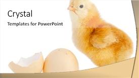  Presentation with chick - Theme with yoke broken - baby chick over a white background and a white colored foreground