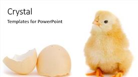  Presentation with chick - Amazing slide deck having yoke broken - baby chick over a white backdrop and a  colored foreground