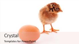  Presentation with yoke - Audience pleasing presentation theme consisting of yoke broken - baby chick over a white backdrop and a  colored foreground