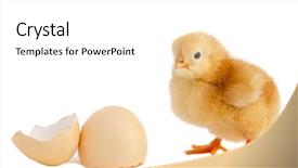  Presentation with yoke - Amazing slide deck having yoke broken - chick and the egg backdrop and a  colored foreground