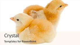  Presentation with yoke - Slide set consisting of yoke broken - two chickens a over white background and a  colored foreground