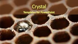  Presentation with honey bee closeup view - Presentation theme having yong bee inside honeycomb closeup background and a tawny brown colored foreground