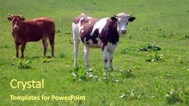  Presentation with beef - Cool new presentation theme with yorkshire dales - beef cows stood in countryside backdrop and a  colored foreground